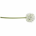 Dekoratyvinė gėlė Allium, dirbtinis rutulinis poras, dekoratyvinis svogūnas baltas Ø20cm L72cm