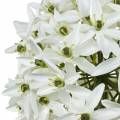 Dekoratyvinė gėlė Allium, dirbtinis rutulinis poras, dekoratyvinis svogūnas baltas Ø20cm L72cm