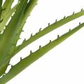 Floristik24 Aloe Vera dirbtinis žalias 26cm