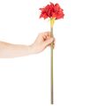 Dirbtinė raudona amarilės gėlė su koteliu, kalėdinė gėlių dekoracija, 50 cm | Floristik24.lt