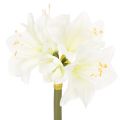 Floristik24 Dirbtinė amarilės gėlė, balta, su koteliu, Advento ir Kalėdų, 50 cm