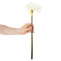 Dirbtinė amarilės gėlė, balta, su koteliu, Advento ir Kalėdų, 50 cm | Floristik24.lt