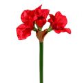 Floristik24 Amarilis tamsiai raudonas 72,5 cm