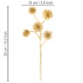 Dirbtinės gintaro spalvos vaisiaus šakelės, auksinės dekoracijos, 26 cm, 6 vnt. rinkinys | Floristik24.lt