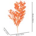 Džiovinti šparagų žiedai, dekoratyviniai, dažyti šparagai, šakelės, 65 cm, 80 g | Floristik24.lt