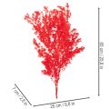Džiovintų šparagų kekė gėlių kompozicijoms 65 cm 80 g | Floristik24.lt