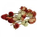 Floristik24 Banksia Baxteri Exotic Banksia džiovintos gėlės Raudona 10vnt