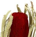 Floristik24 Banksia Hookerana raudona 7vnt