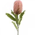 Floristik24 Dirbtinė gėlė Banksia rožinė rudens dekoracija proginė floristika 64cm