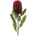 Floristik24 Dirbtinė gėlė Banksia Red Burgundy Dirbtinė egzotika 64cm
