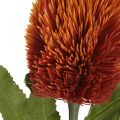 Floristik24 Dirbtinė gėlė Banksia Oranžinė rudens puošmena Laidotuvių gėlės 64cm