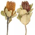 Floristik24 Banksia coccinea džiovintos gėlės gamta 10vnt