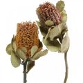 Floristik24 Banksia coccinea džiovintos gėlės gamta 10vnt