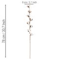 Dirbtinė medvilnės šakelė su 8 tikrais žiedais, 78 cm | Floristik24.lt