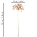 Dirbtinė uogų šakelė, šampano spalvos dekoracija, 28 cm, 3 vnt. | Floristik24.lt