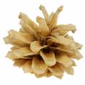 Floristik24 Kalniniai kankorėžiai Pinus mugo kremas 2-5cm 1kg
