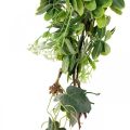 Floristik24 Lapų girlianda deco girlianda dirbtinis augalas žalias 180cm