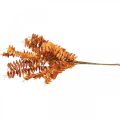 Floristik24 Dirbtiniai augalai rudens puošmena dirbtinė šakelė lapai oranžiniai 46cm
