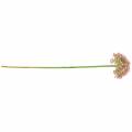 Floristik24 Allium dirbtinė rožinė 55cm