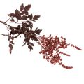 Dirbtinė gėlė Astilbe ilgakotė
