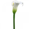 Floristik24 Dirbtinis Calla White Vestuvių dekoras Šilkinės gėlės jubiliejus L72cm