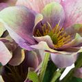 Dirbtinių kalėdinių rožių puokštė su violetiniais žiedais, 35 cm, 6 vnt. | Floristik24.lt