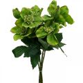 Floristik24 Kalėdinė rožė Lenten rose Dirbtinės gėlės Hellebore žalia L34cm 4vnt