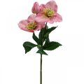 Floristik24 Kalėdinė rožė, gavėnios rožė, čemerys, dirbtiniai augalai rožinė L34cm 4vnt
