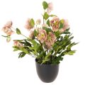 Floristik24 Dirbtinis eleboras vazoninis augalas, kalėdinė rožė, namų dekoravimui, 50 cm