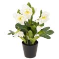 Floristik24 Dirbtinė kalėdinė rožė, vazoninis augalas, stalo dekoracija, 34 cm