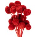 Floristik24 Džiovintos Craspedia gėlės, dažytos, ilgais stiebais, 55 cm, 20 vnt.