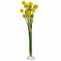 Floristik24 Būgno lazdelės Craspedia Yellow Dirbtinė sodo gėlė Šilkinės gėlės 15vnt