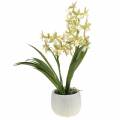 Orchid Cymbidium Green vazone Dirbtinis H46cm