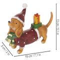 Dekoratyvinė takso figūrėlė su dovanų pakuote ir kepure, 18 cm | Floristik24.lt