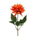 Floristik24 Dahlia Orange 28cm 4vnt