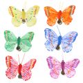 Floristik24 Dekoratyviniai drugeliai ant segtuko, įvairių spalvų 6cm 24vnt