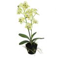 Floristik24 Mini orchidėja šviesiai žalia su gaubliu 30cm