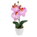 Floristik24 Dekoratyvinė orchidėja vazone rožinė H29cm