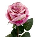 Floristik24 Dekoratyvinės rožės užpildytos senai rožinės spalvos Ø10cm L65cm 3vnt
