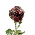Floristik24 Deco rožė snieguota raudona Ø6cm 6vnt