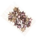 Floristik24 Deco Star Poinsettia Coconut Pink Metallic 5cm 50p