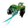 Floristik24 Dekoratyvinis paukštis spalvotas asilas 12cm 9vnt