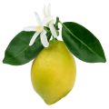 Floristik24 Dekoratyviniai vaisiai, citrinos su lapeliais geltoni 9,5cm 4vnt