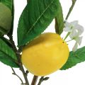 Floristik24 Dekoratyvinė citrinos šakelė su gėlėmis ir vaisiais H68cm