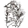 Floristik24 Deko šakelės bonsai medienos deko šakos 15-30cm 650g