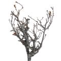 Floristik24 Deko šakelės bonsai medienos deko šakos 15-30cm 650g