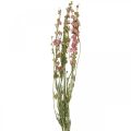 Floristik24 Džiovintos gėlės delphinium, Delphinium pink, dry floristika L64cm 25g