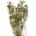 Floristik24 Džiovintos gėlės krapai gamta sausa floristika 50cm 20p