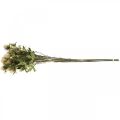 Floristik24 Dirbtinis erškėčio deko šakelės kremas 10 gėlių galvučių 68cm 3vnt