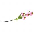 Floristik24 Ežiuolės gėlė dirbtinė šviesiai rožinė 90cm